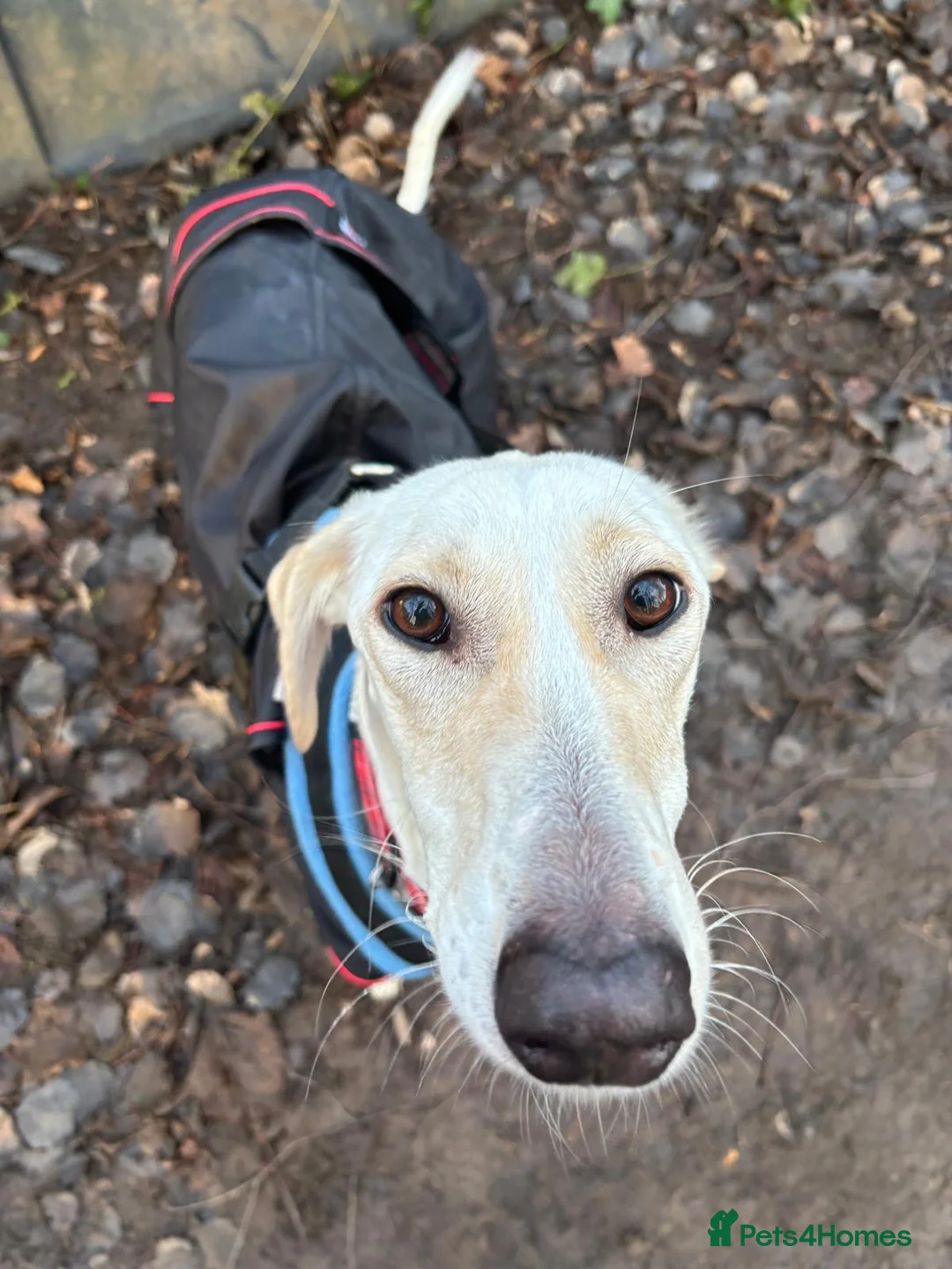 Lurcher dogs for adoption: Pirelli - Advert 3