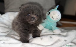 Pomeranian dogs for sale: 🧸⭐️. EXTRA SPECIAL POMERANIAN BEARS ⭐️🧸 - Advert 7