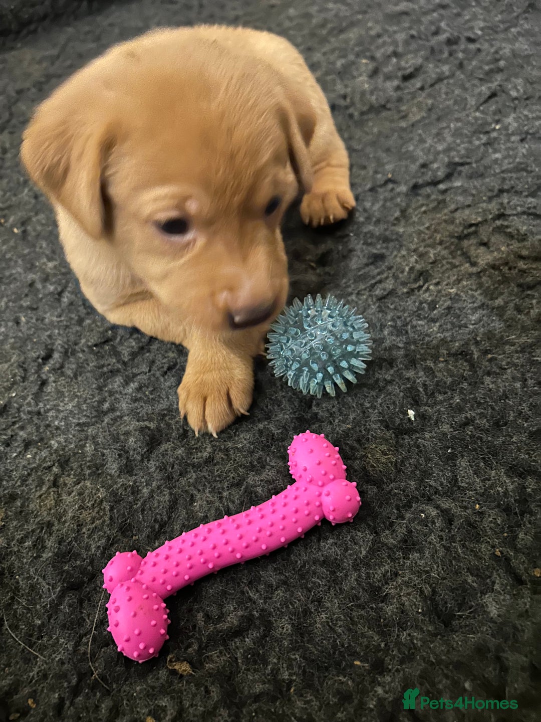 Labrador Retriever dogs for sale: Fox red labrador pups Glasgow  - Advert 15