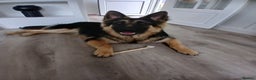 German Shepherd dogs for sale: Male german shepherd 15 months old - Advert 6
