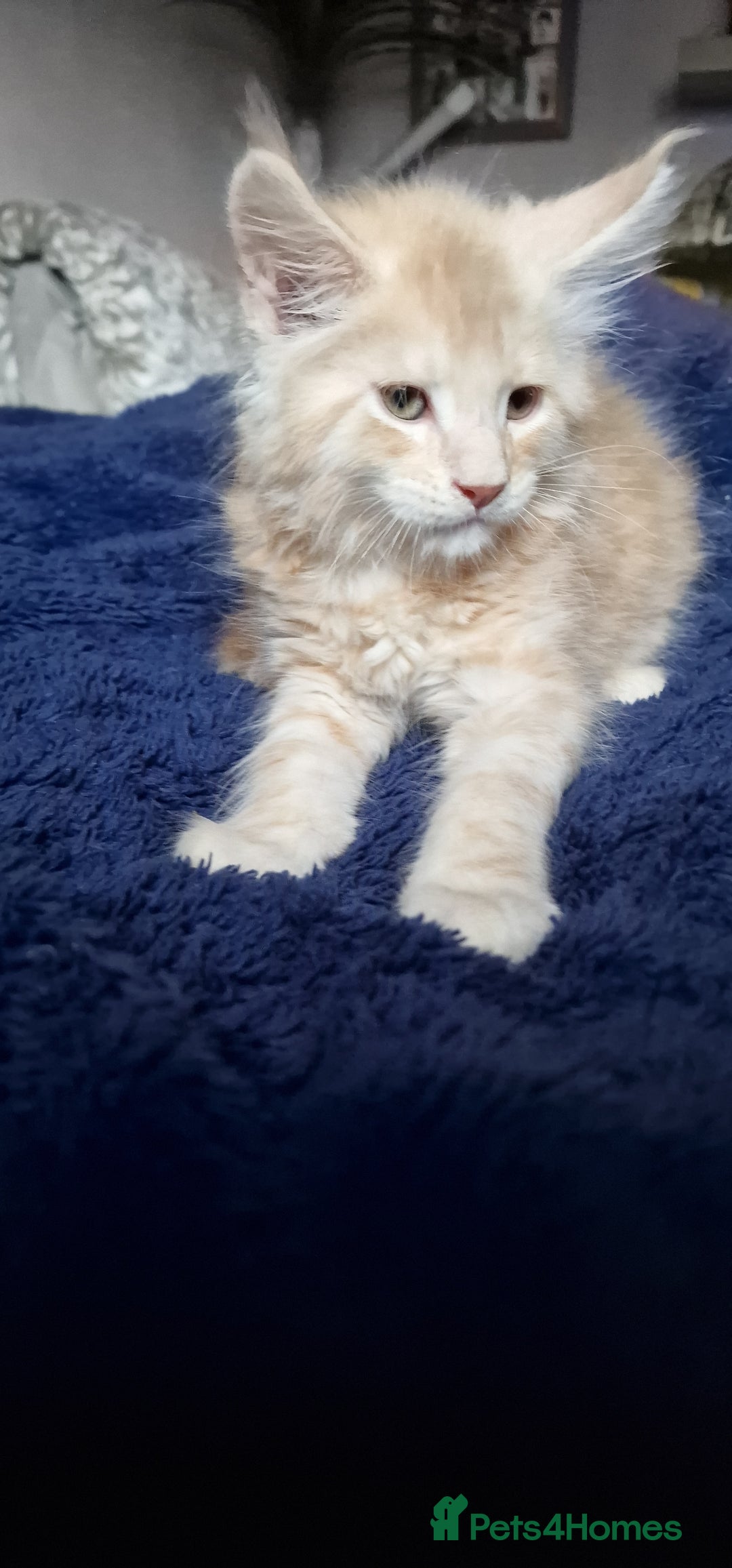 Maine Coon cats for sale: Maine Coon Kittens Looking for Loving Homes - Advert 11