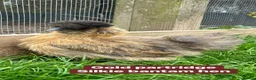 Chickens poultry for sale: Bantam hens at point of lay in Colchester - Advert 23