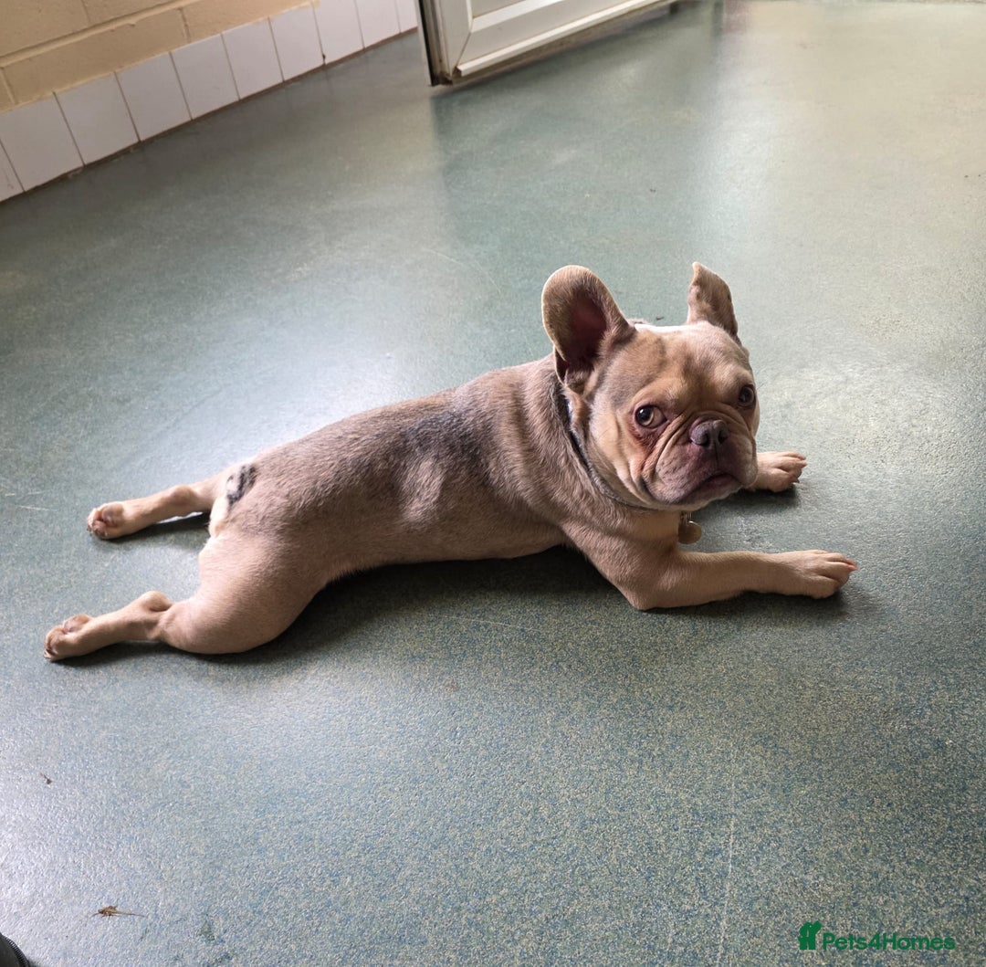French Bulldog dogs for adoption: Gonk  - Advert 4