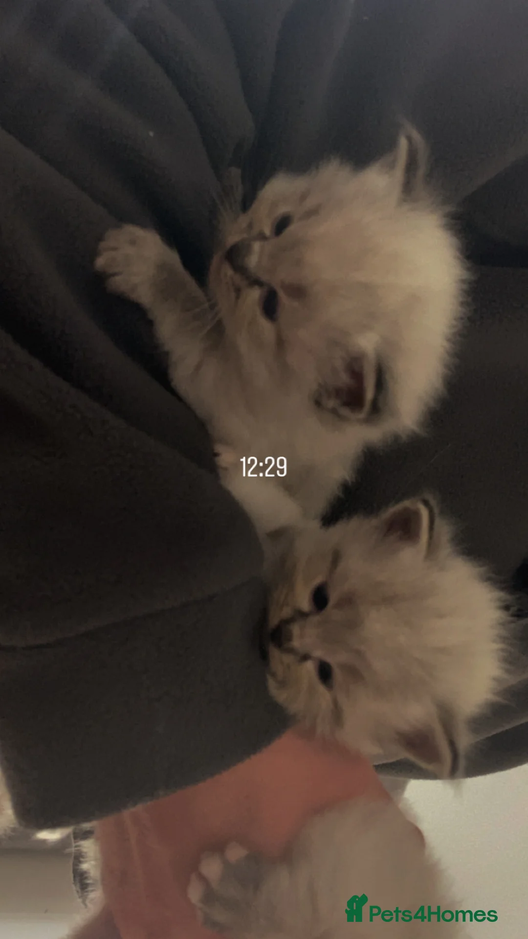 Ragdoll cats for sale: Ragdoll kittens in Pickering - Advert 2