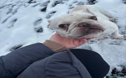 French Bulldog dogs for sale: Stunning French bulldog puppies  - Advert 3