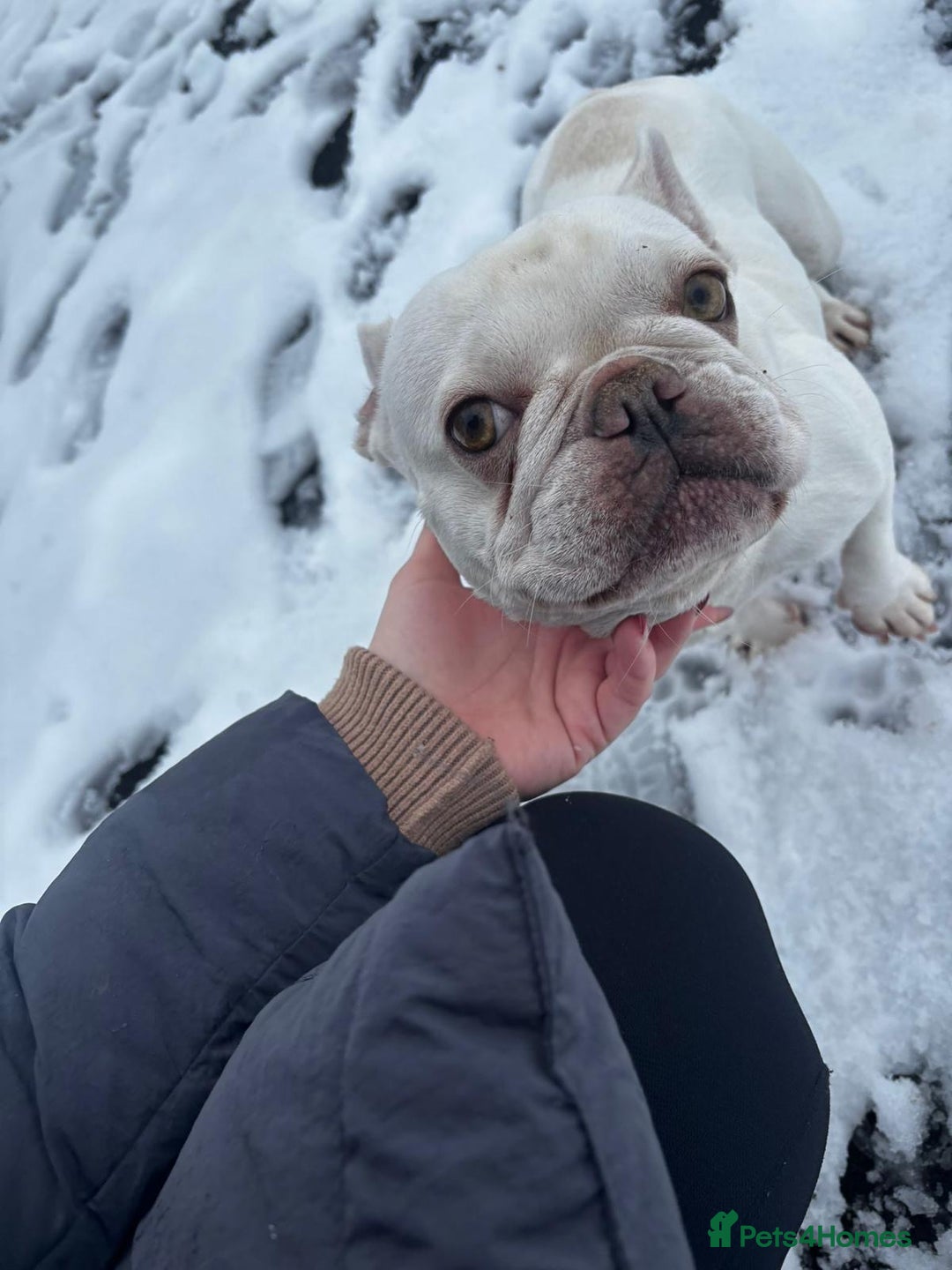 French Bulldog dogs for sale: Stunning French bulldog puppies  - Advert 3