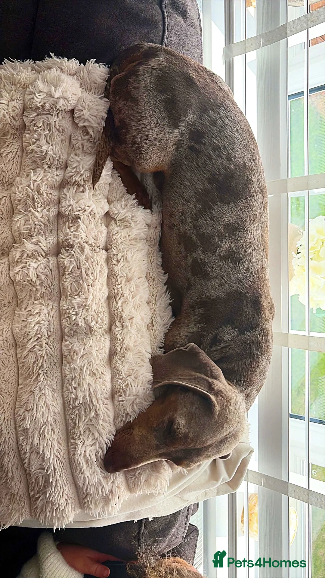 Dachshund dogs for stud: Dapple dachshund  in Hereford - Advert 3