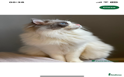Ragdoll cats for sale: Beautiful Ragdoll triplets 3 kittens - Image 6