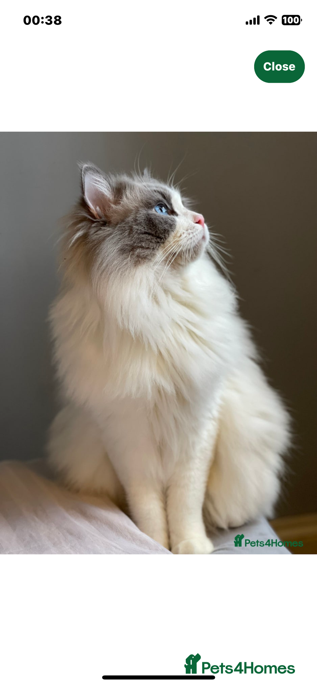 Ragdoll cats for sale: Beautiful Ragdoll triplets 3 kittens - Image 6