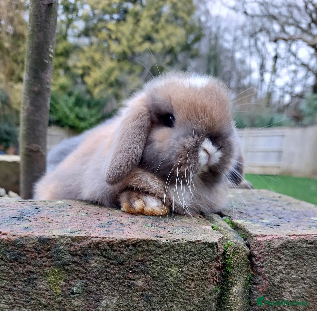 Mini Lop rabbits for sale: Baby Mini Lop Rabbits  - Advert 8