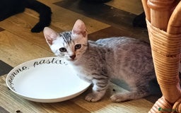 Bengal cats for sale: 🏆Families RARE Bengal X F5 Asian Leopard kittens  - Image 8