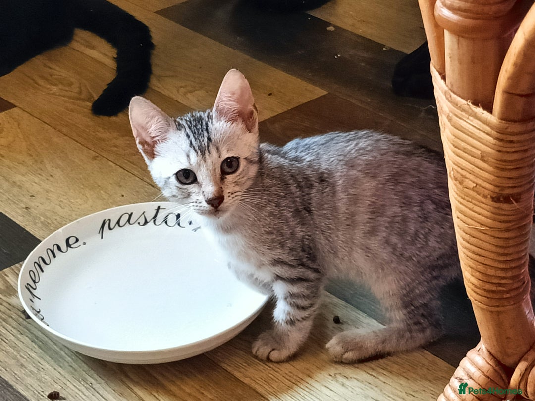 Bengal cats for sale: 🏆Families RARE Bengal X F5 Asian Leopard kittens  - Image 8