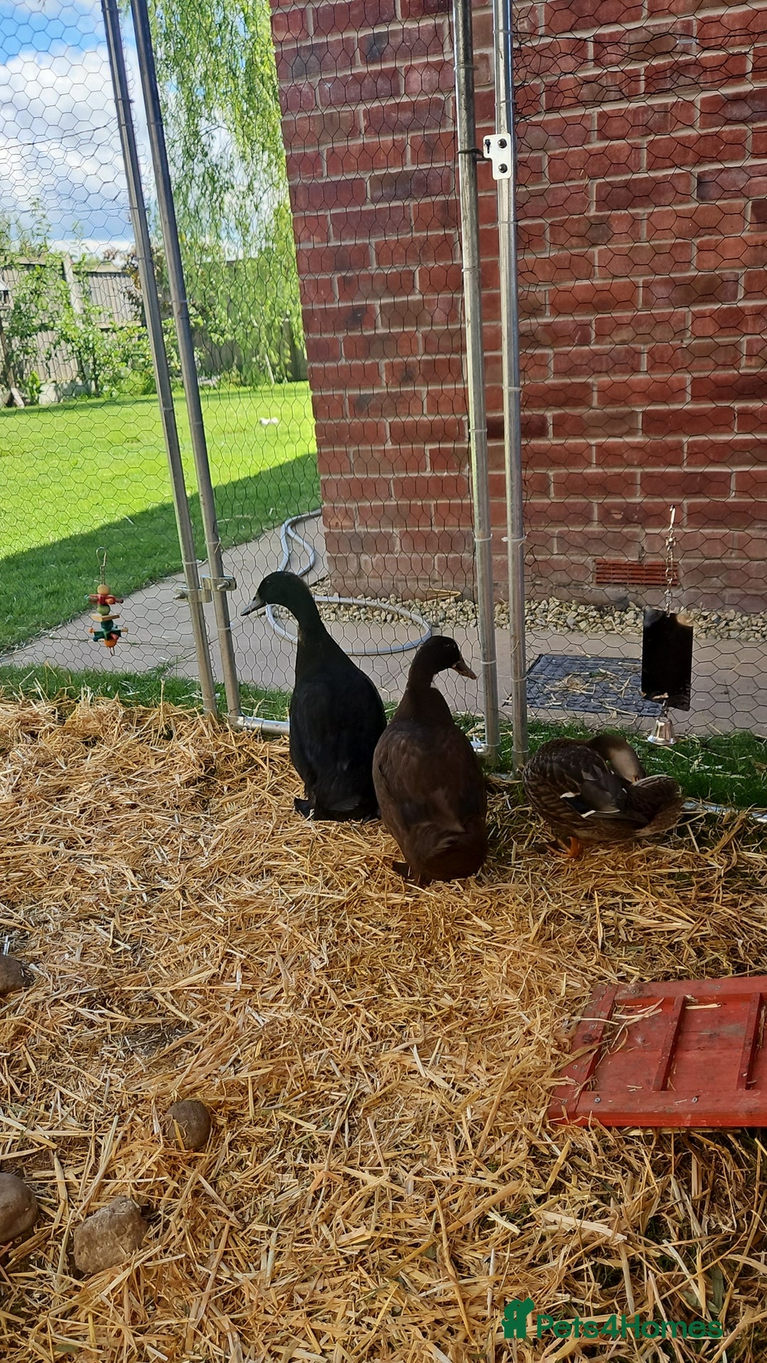 Ducks poultry for sale: 3 ducks for sale - Image 4