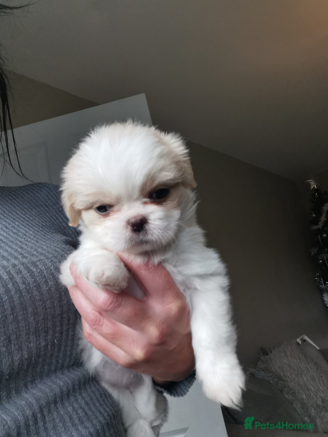 Shih Tzu dogs for sale: Adorable fluufy shihtzus  - Advert 5