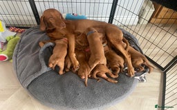 Hungarian Vizsla dogs for sale: KC regarding Hungarian Vizsla puppies - Image 17