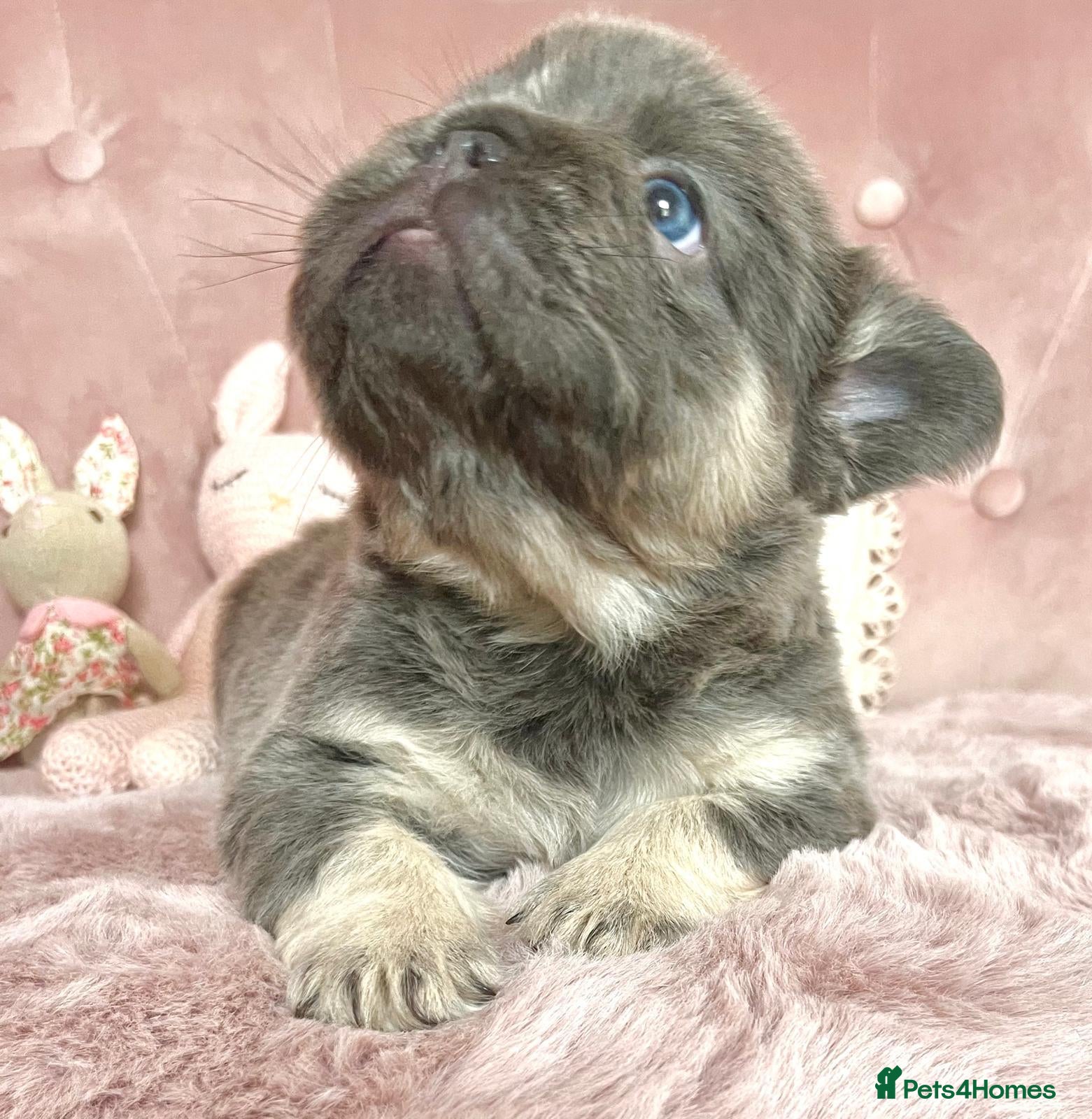 French Bulldog dogs 🐻Lilac,blue🐻 - Advert 1