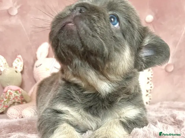 French Bulldog dogs for sale: 🐻READY NOW Lilac🐻 - Advert 1