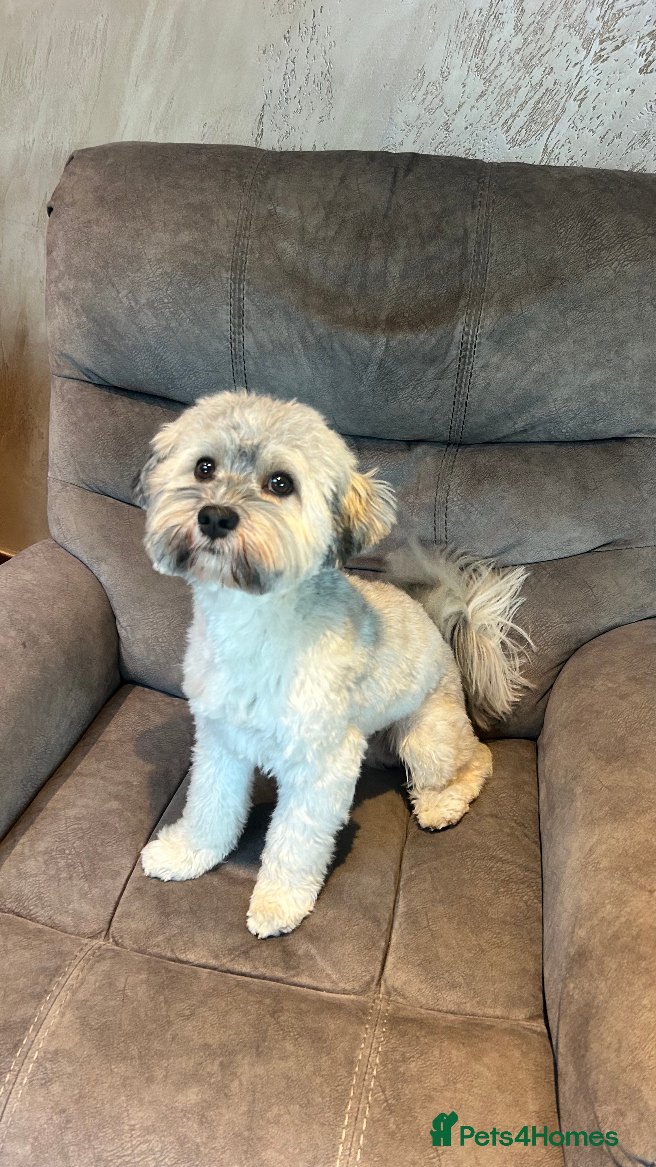 Havanese dogs Havanese for stud in Feltham - Advert 2