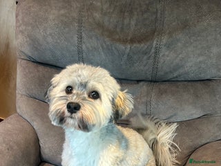 Havanese dogs Havanese for stud in Feltham - Advert 2