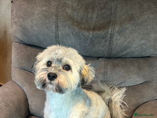 Havanese dogs Havanese for stud in Feltham - Advert 2