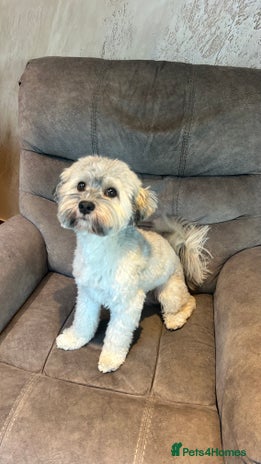 Havanese dogs in Feltham - Advert 1