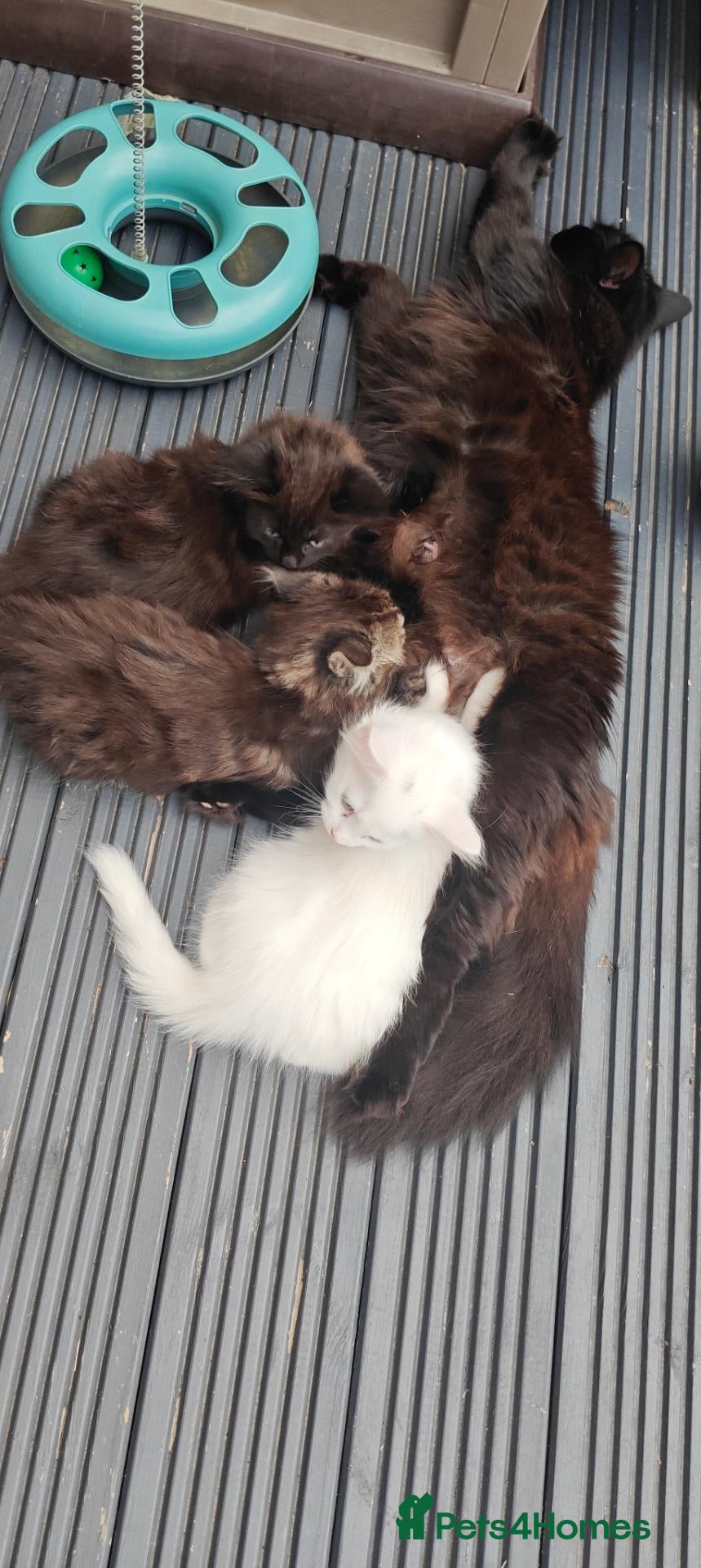 Mixed Breed cats Little cuties - Advert 1