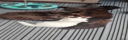 Mixed Breed cats for sale: Little cuties - Advert 3