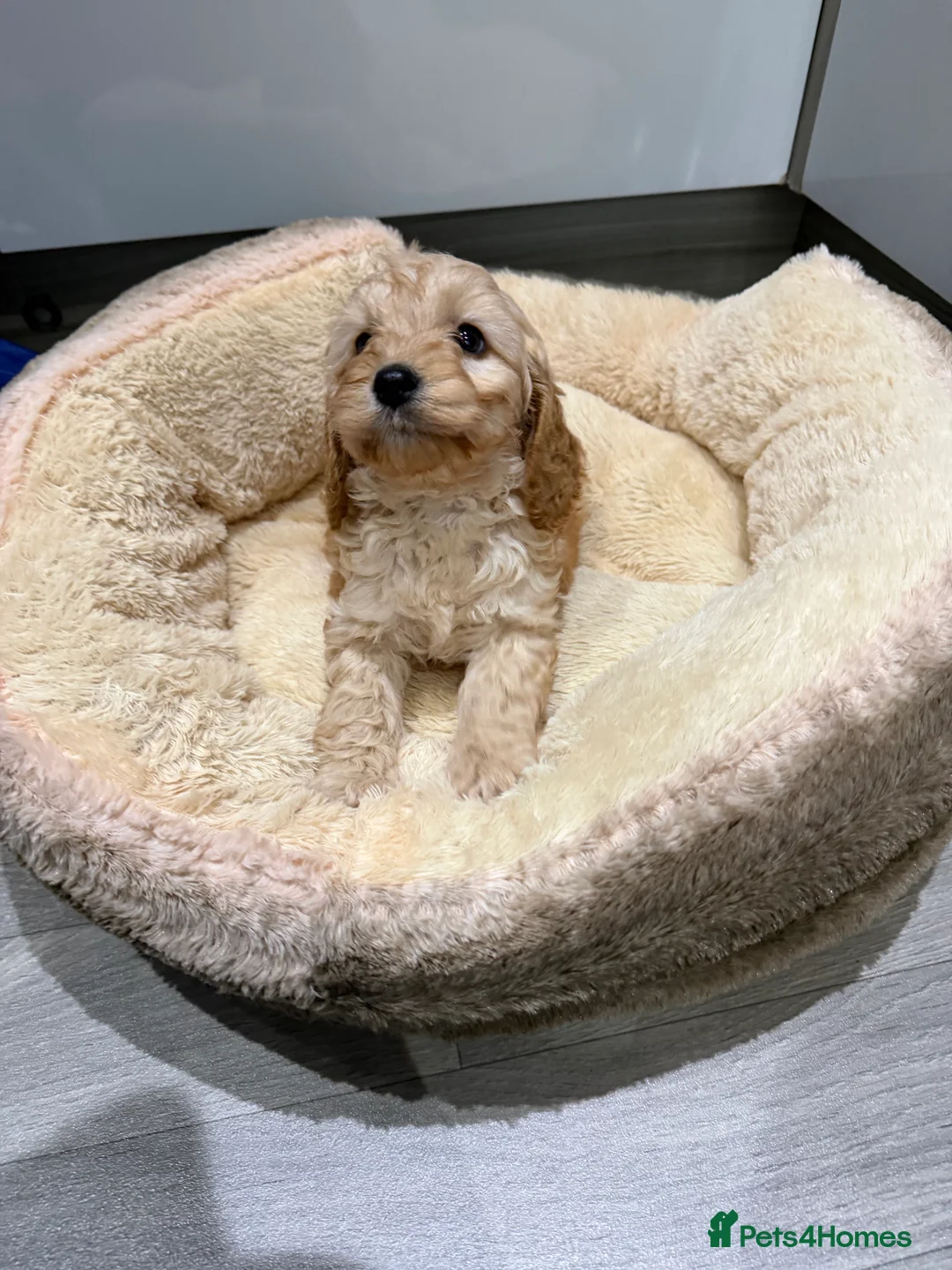 Cockapoo dogs for sale: Stunning litter of show cockapoos puppies  - Advert 3