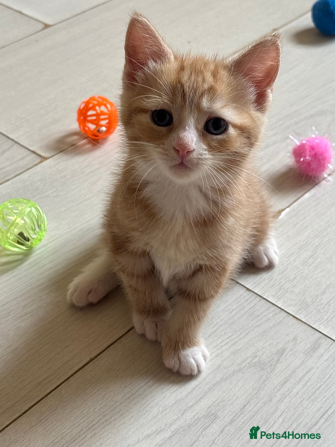 Domestic Shorthair cats for adoption: -Adopt from Cats in Crisis East London  - Image 11