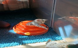 Bengal cats for sale: TICA Family-raised Bengal Kittens Vet Checked - Image 29