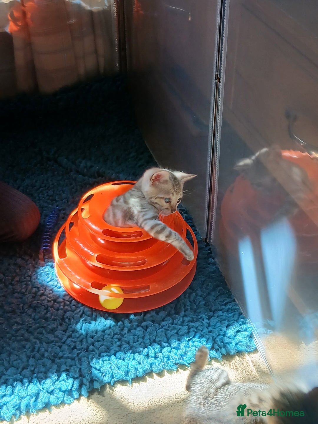 Bengal cats for sale: TICA Family-raised Bengal Kittens Vet Checked - Image 29