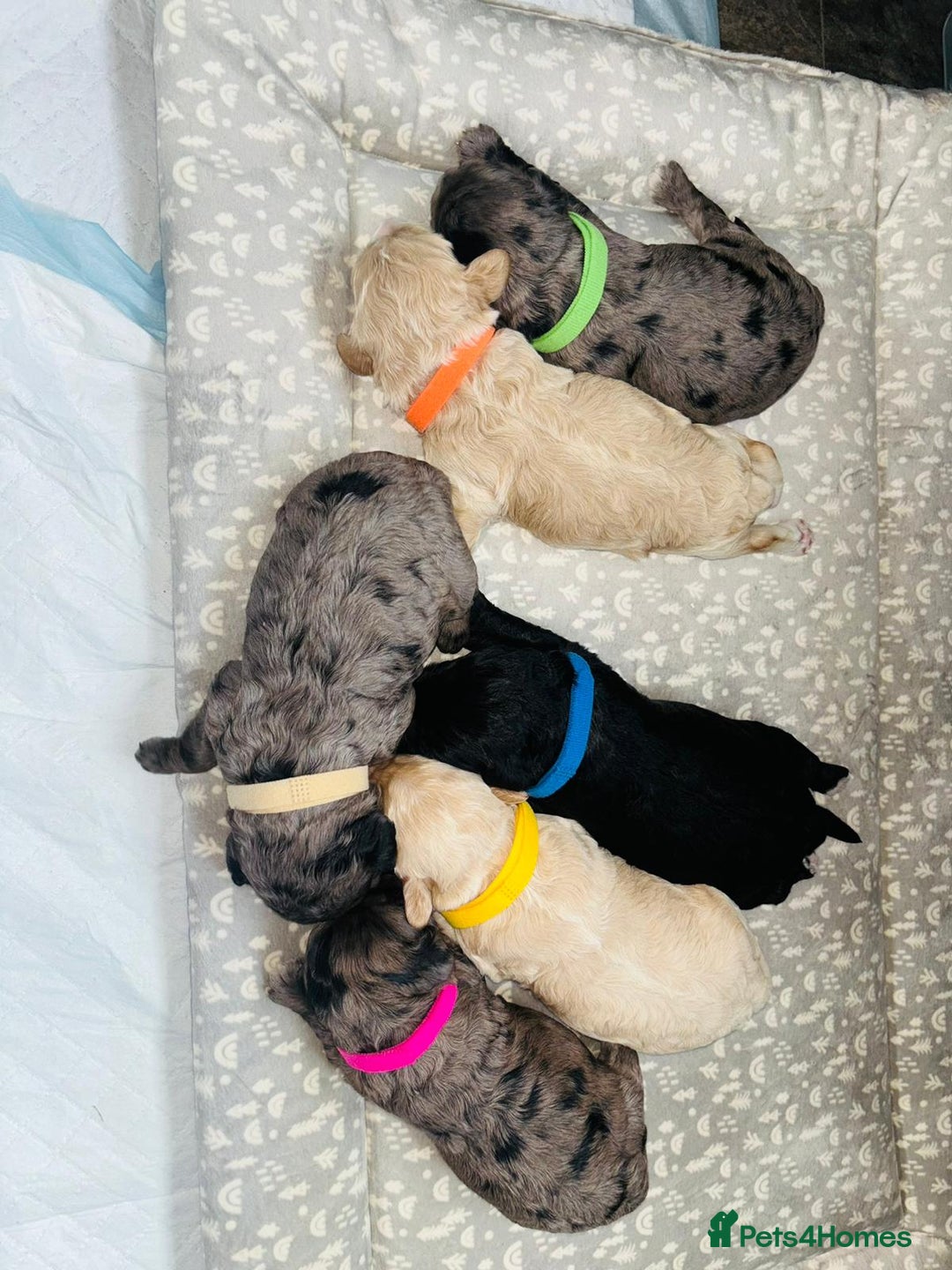 Cavapoo dogs for sale: BEAUTIFUL CAVAPOO PUPPIES HEALTH TESTED PARENTS  - Image 29