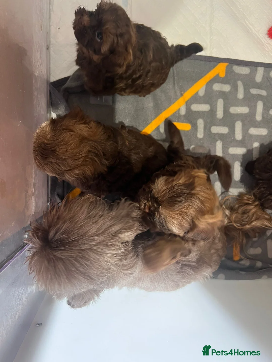 Shihpoo dogs for sale: Shih poo puppy’s  - Advert 4