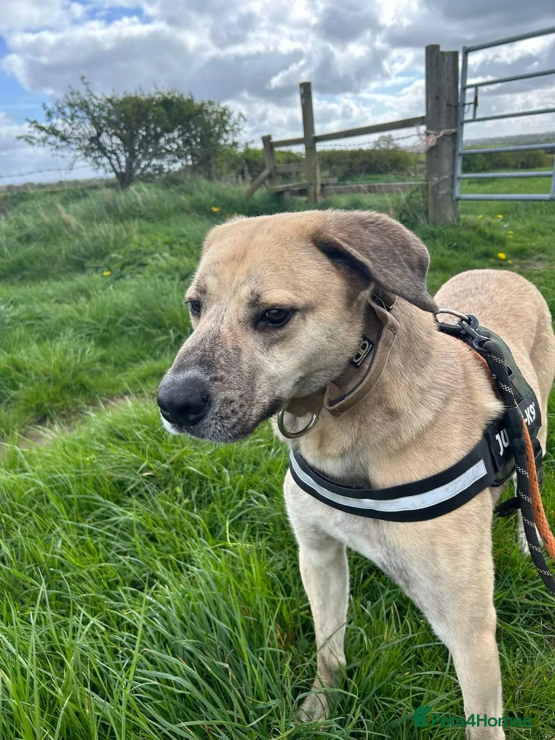 Mixed Breed dogs for adoption: Meet Ziggy, currently residing in Cheshire  in Nantwich - Advert 13