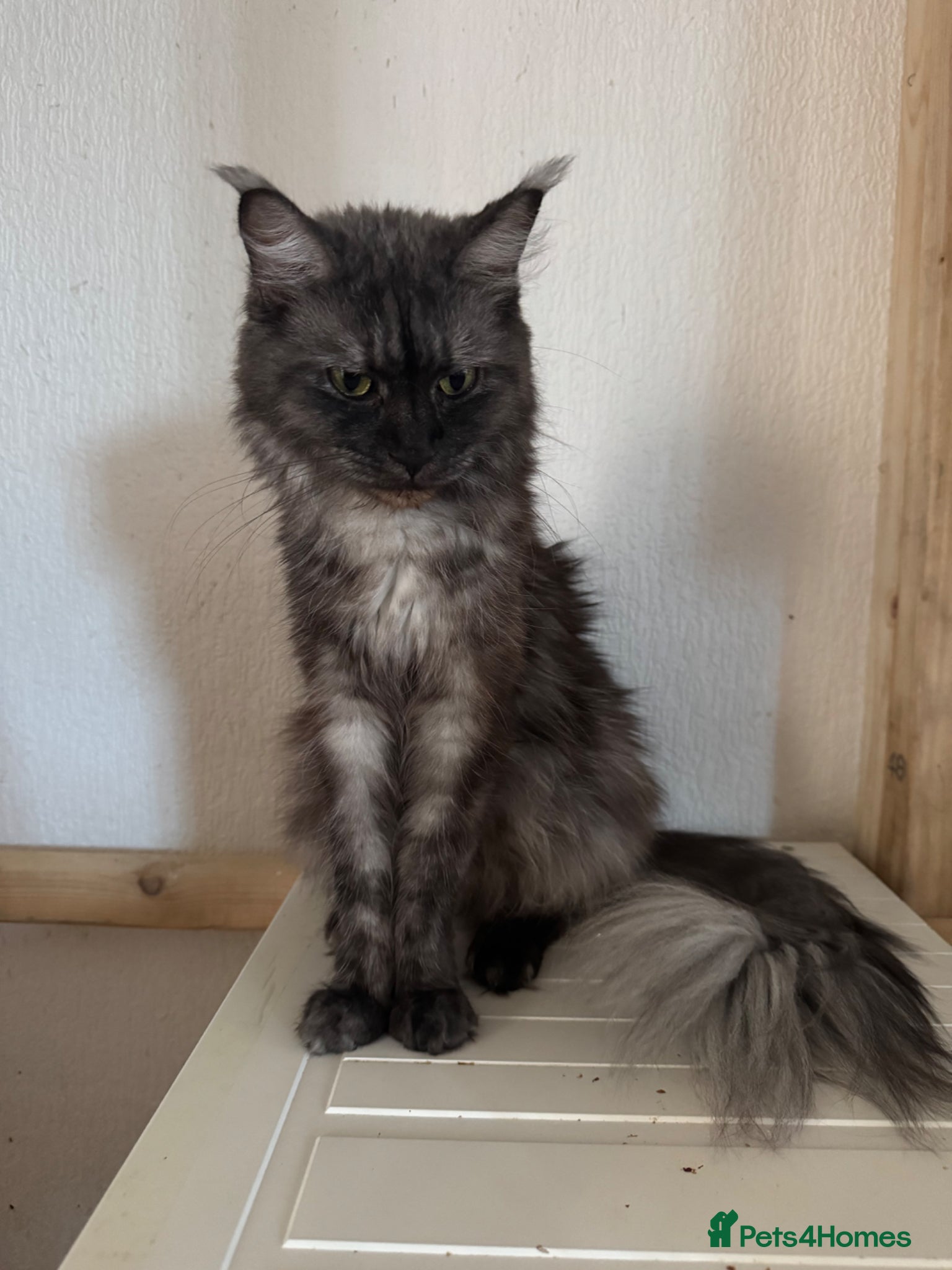 Maine Coon cats DNA tested and TICA registered females  - Advert 10