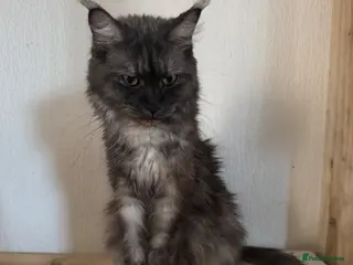 Maine Coon cats DNA tested and TICA registered females - Advert 10