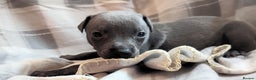 Whippet dogs for sale: Beautiful whippet babies  - Advert 19