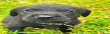 Labrador Retriever 4
