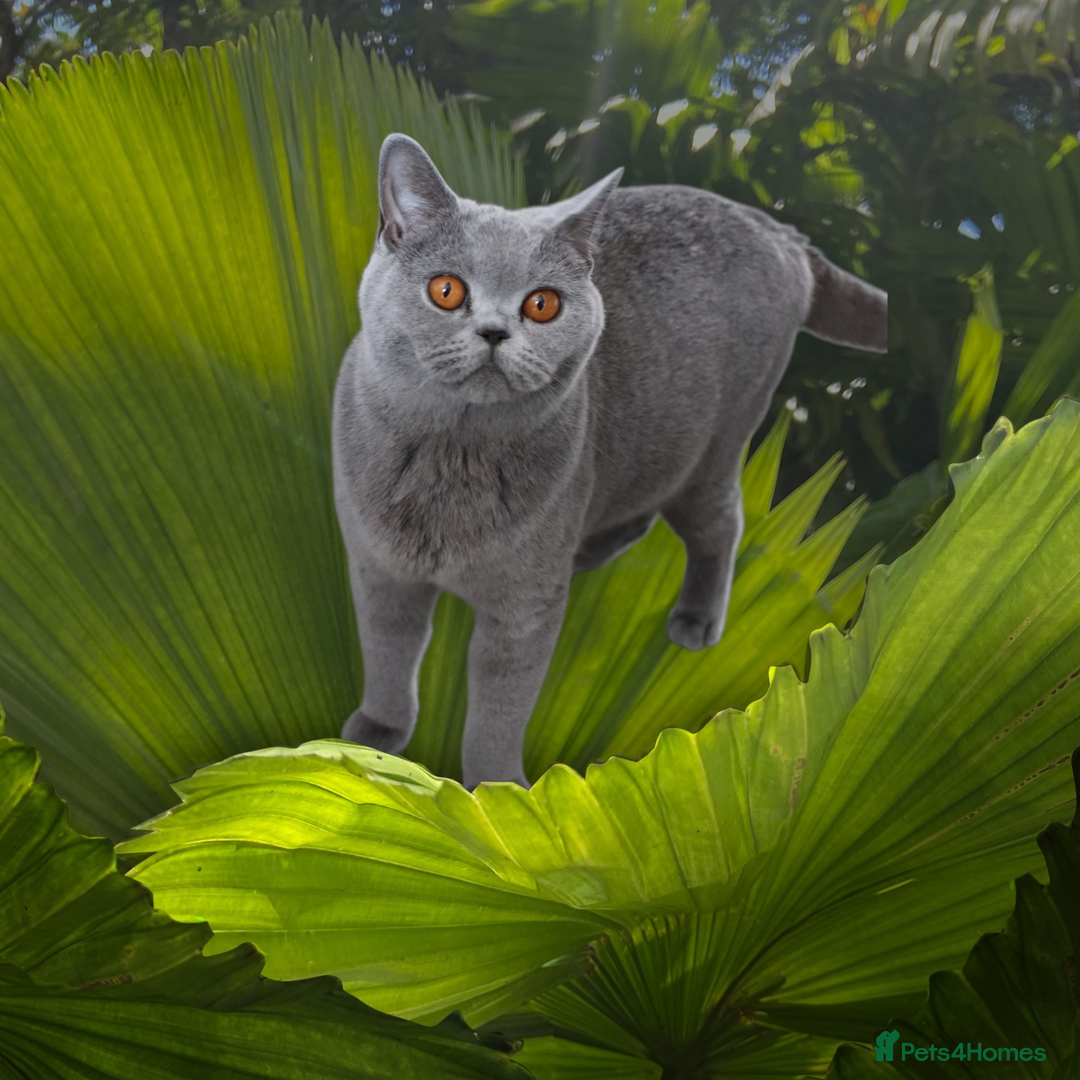 British Shorthair cats for sale: Stunning GCCF&TICA Active BSH Queen - Advert 13