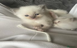 Ragdoll cats for sale: Ragdoll kittens - Image 14