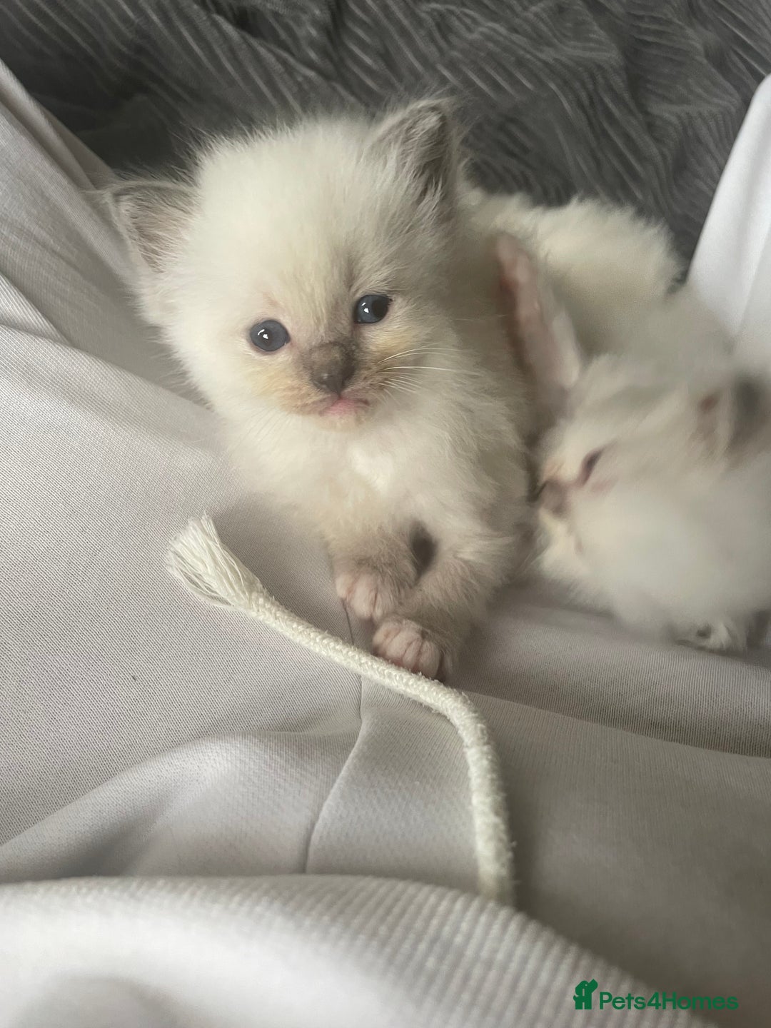 Ragdoll cats for sale: Ragdoll kittens - Image 14