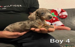 Miniature Dachshund dogs for sale: Miniature Dachshund  - Advert 7