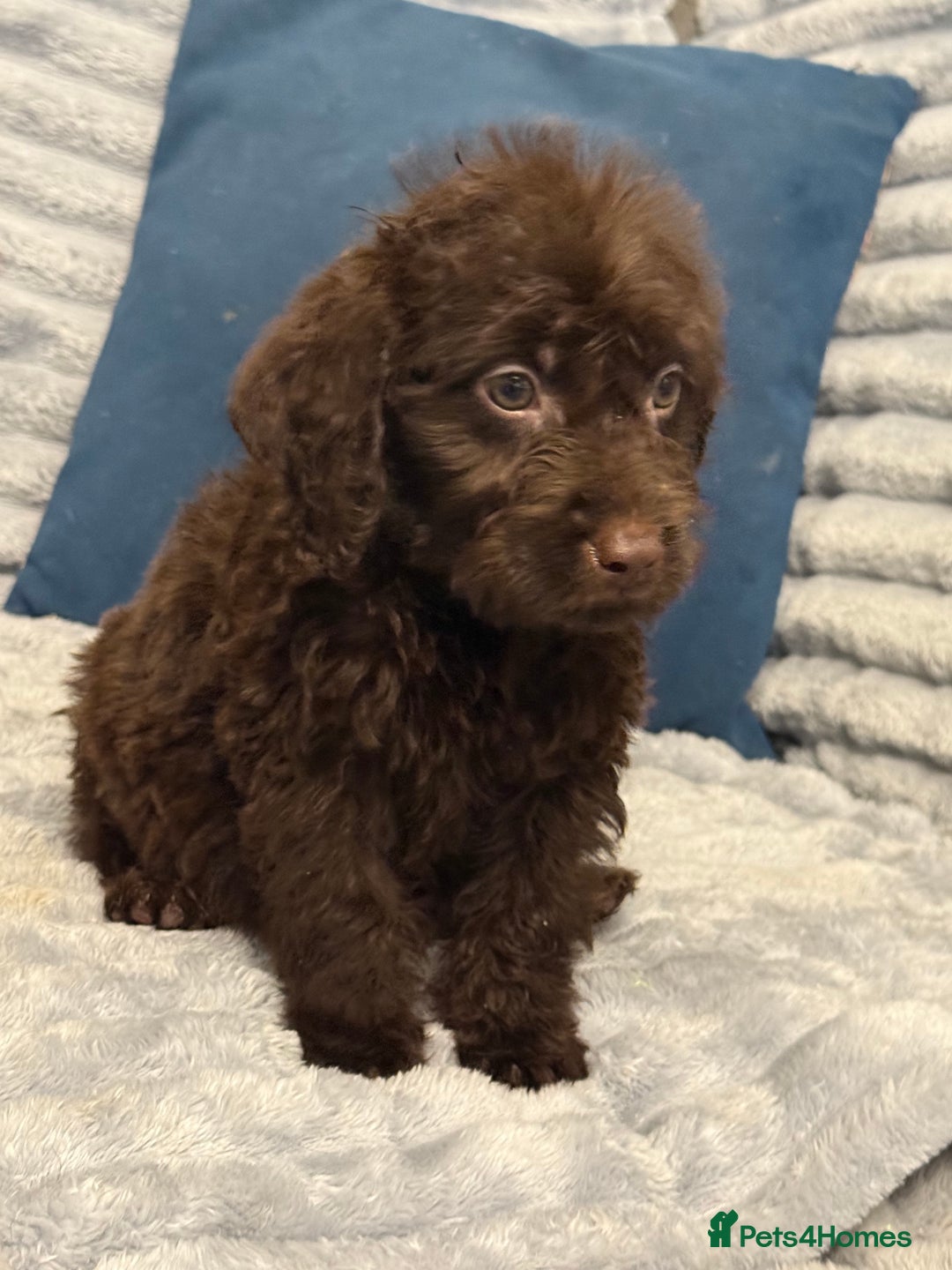 Labradoodle dogs for sale: F1 labradoodle pups  - Advert 12