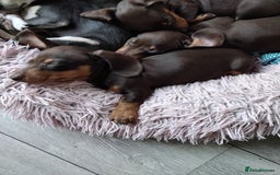 Dachshund dogs for sale: dashounds boys choc and tan - Image 11