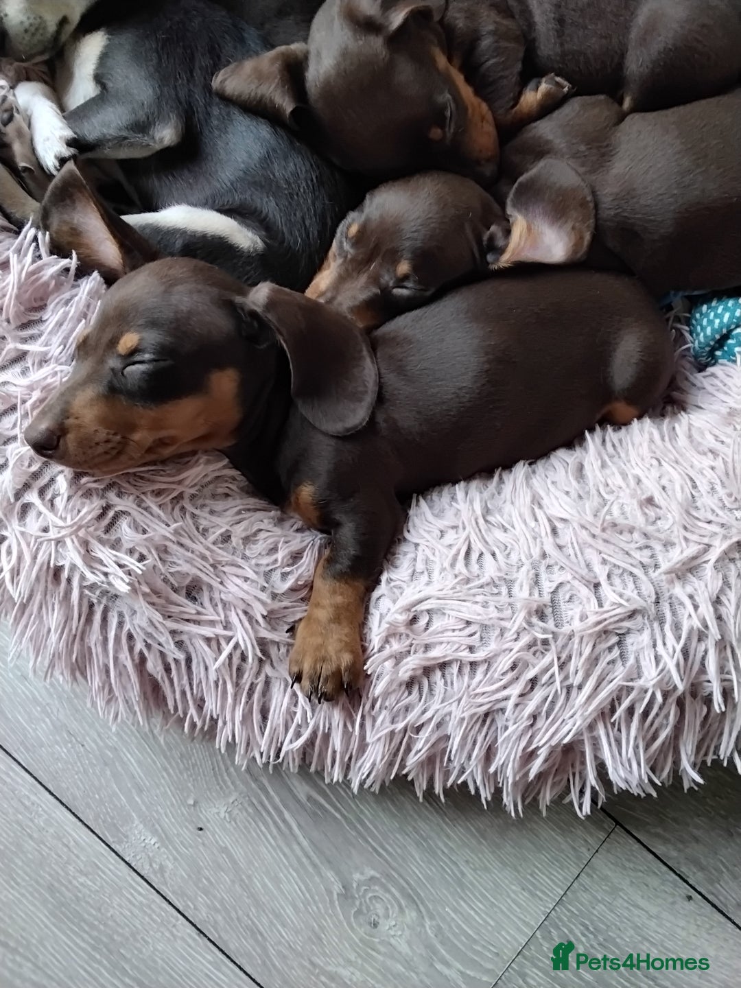 Dachshund dogs for sale: dashounds boys choc and tan - Image 11