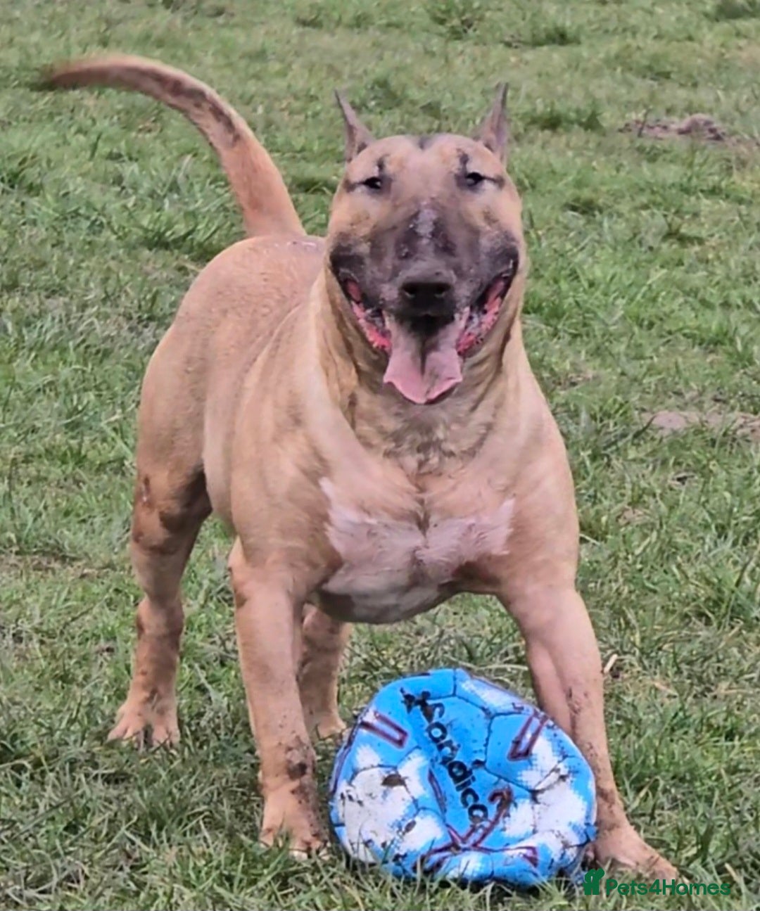 English Bull Terrier dogs for sale: Top Quality Health tested Pups  - Image 14