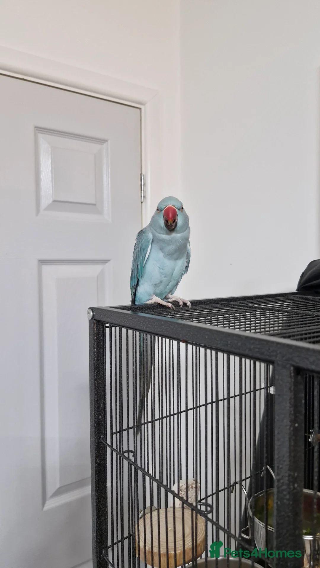 Ringnecks birds for sale: Blue ringnecked parakeet in Telford - Advert 1