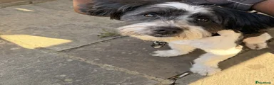 Lhasa Apso 1
