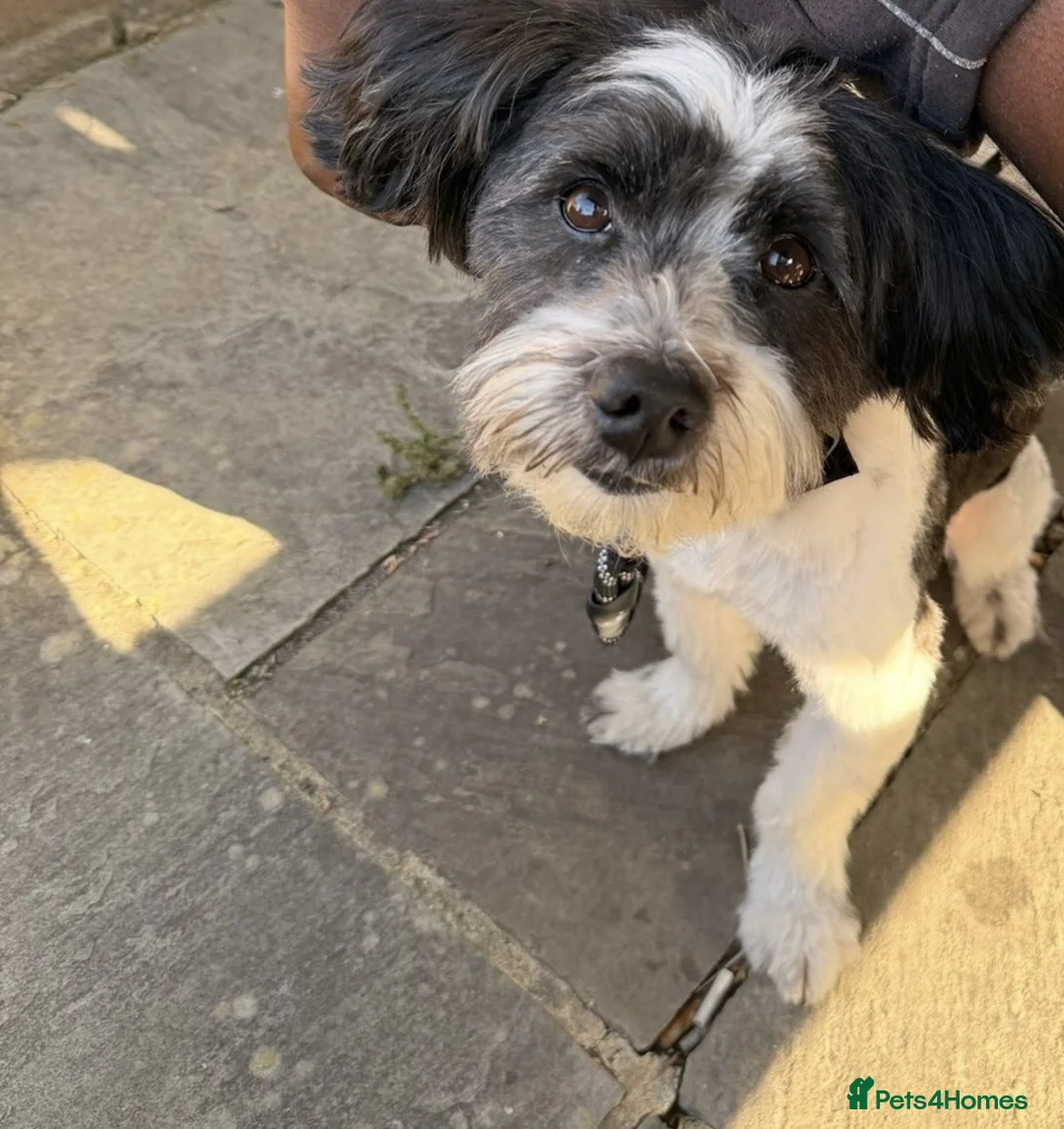 Lhasa Apso dogs for sale: Loving, Friendly & Well-Trained Dog Needs New Home - Advert 2
