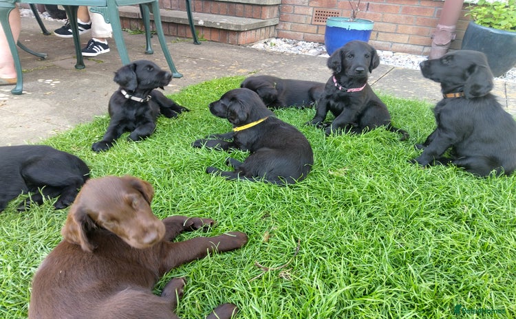 Flat coated Retriever dogs for sale in Falkirk - Advert 1